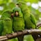 ¿Apocalipsis? Ola de calor provoca que aves caigan muertas en San Luis Potosí