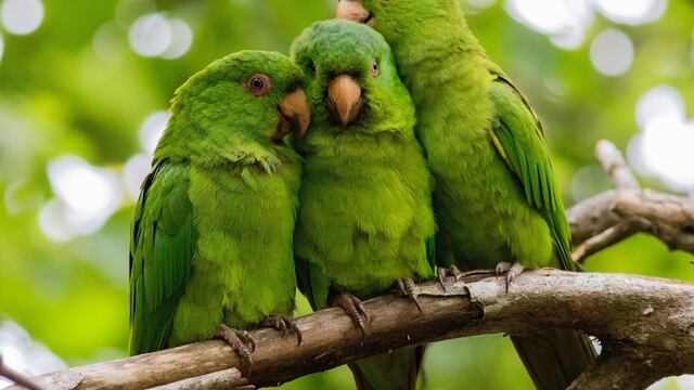 LOROS/INTERNET