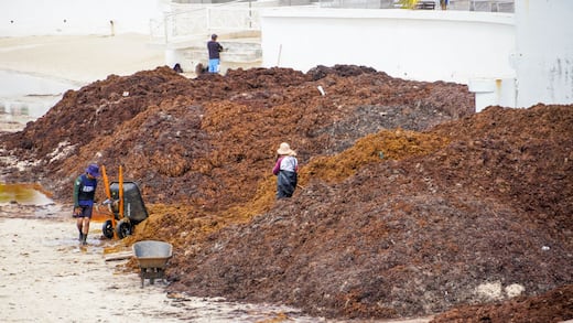 Sargazo alcanza niveles récord en el Caribe mexicano, alerta la UNAM