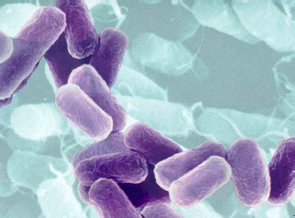 Salmonella