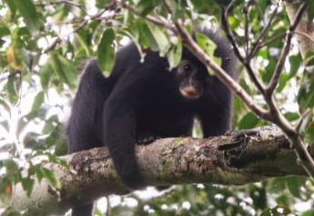 Mono con 'máscara' es encontrado en el Congo