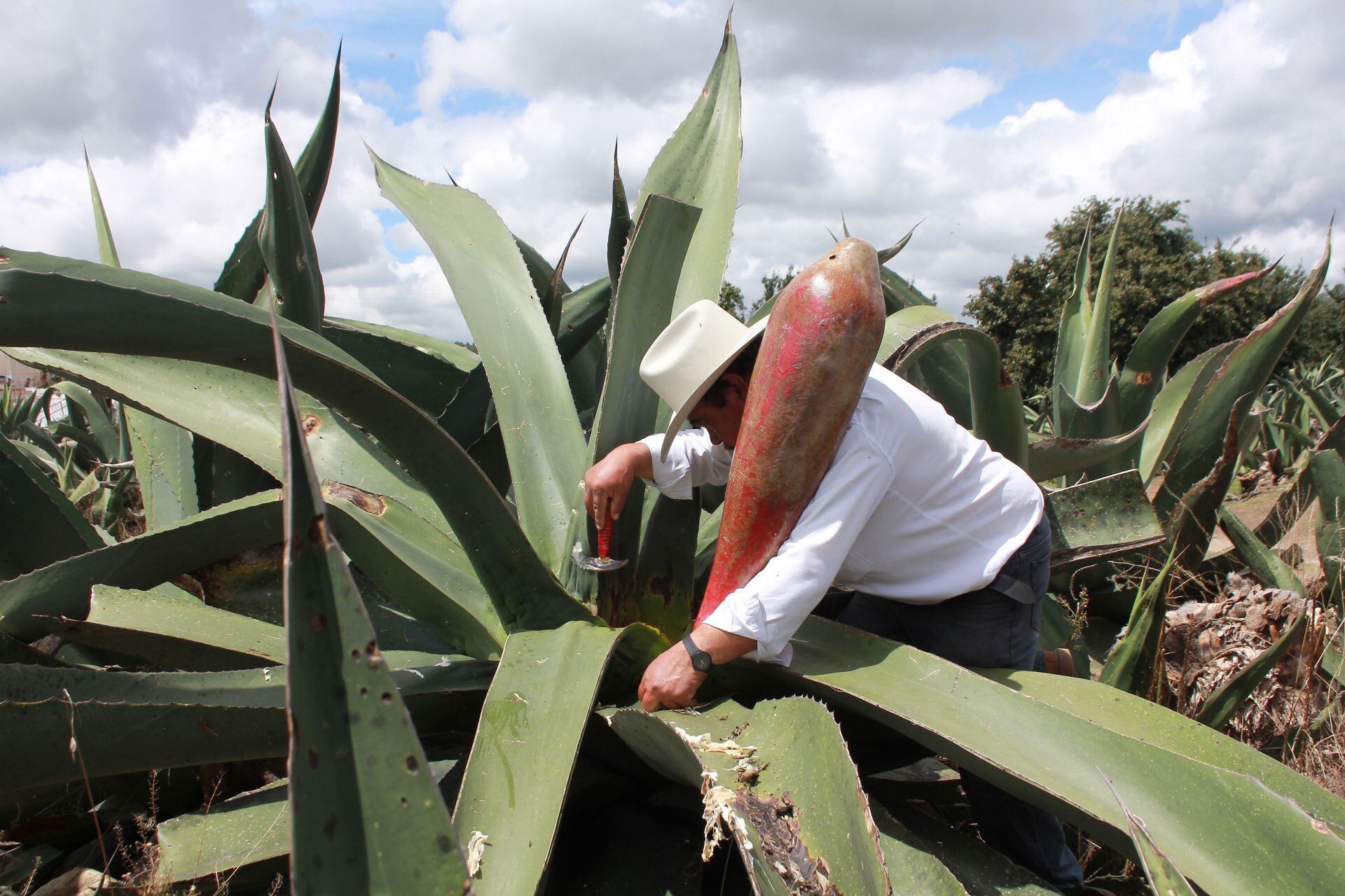 Proceso para la elaboración del pulque