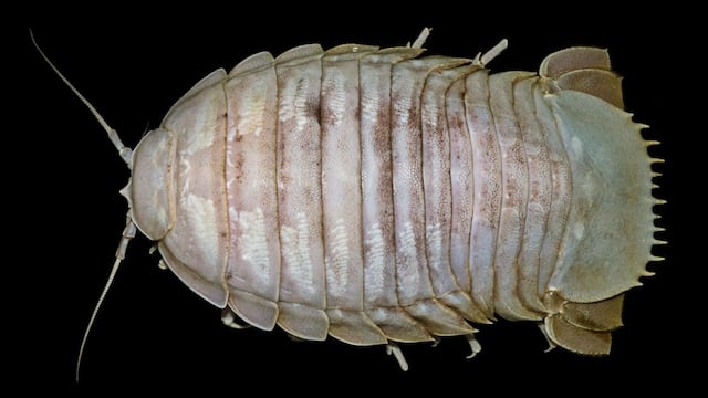 Bathynomus raksasa