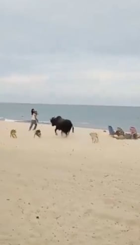 Un toro en la playa casi embiste a turistas, mientras es perseguido por unos perros