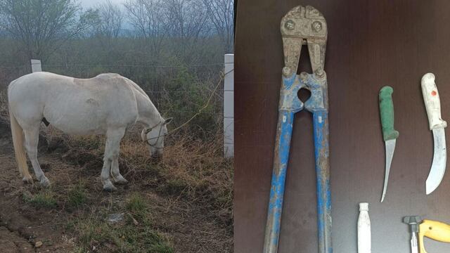 Detienen a ladrones de caballos en Monterrey; los vendían a taquerías como carnitas
