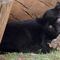 ¿Qué pasó en el Zoológico de Morelia? Murió un jaguar por descargas de aguas negras