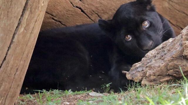 Muere jaguar melánico por culpa de Ayuntamiento de Morelia