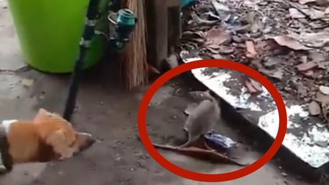 La rata atacó al perro