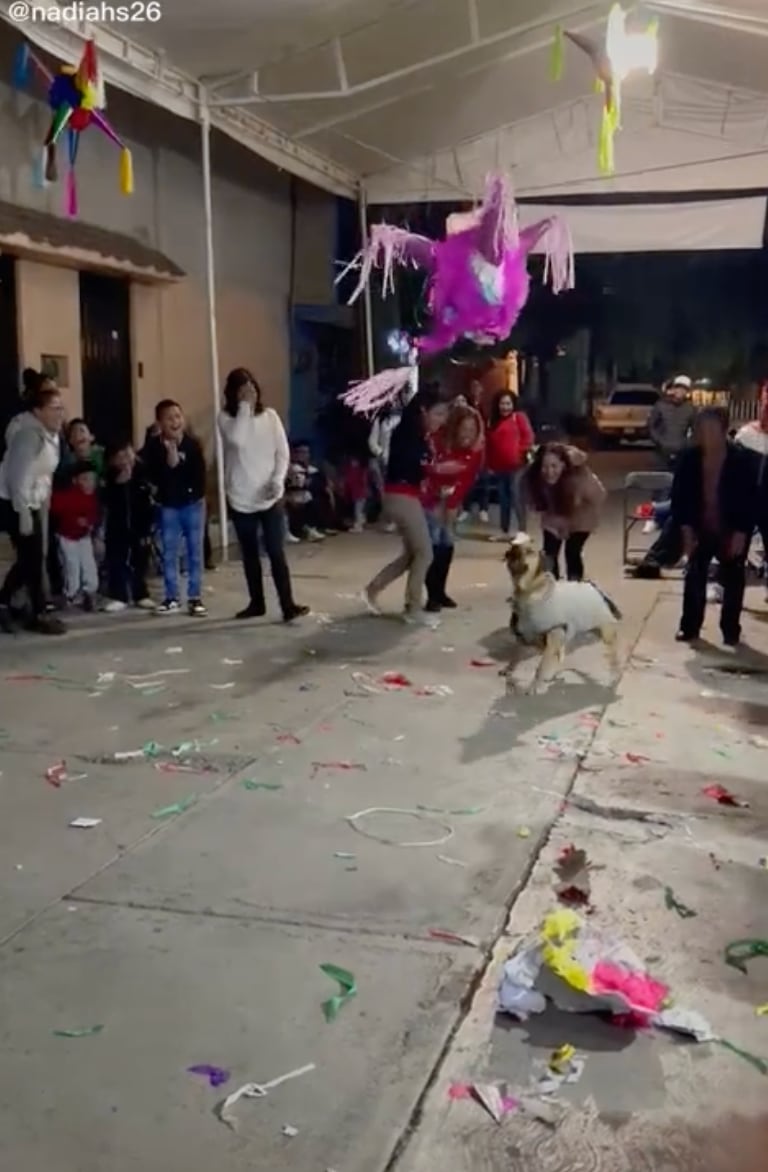 Perrito rompe piñata en la posada