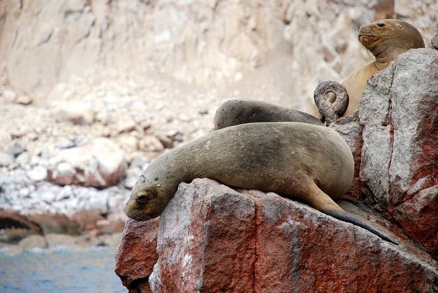 Leones marinos, imagen ilustrativa