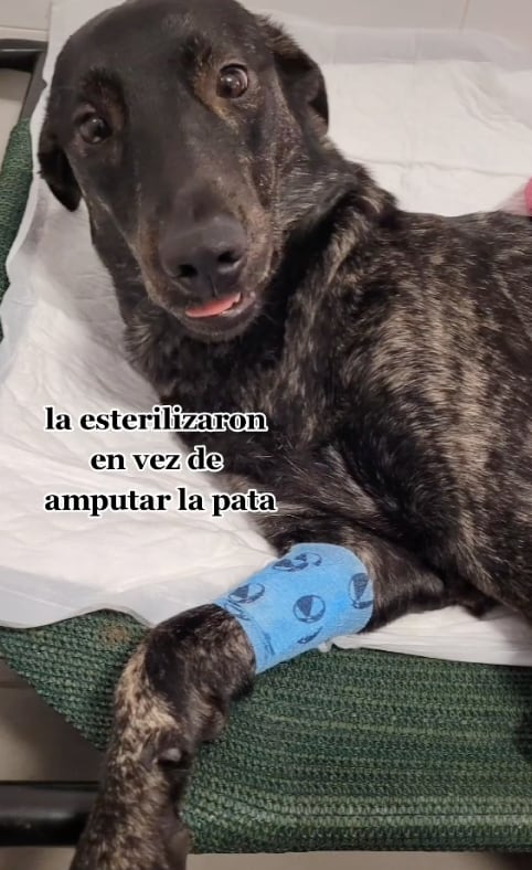 Perrita que esterilizaron