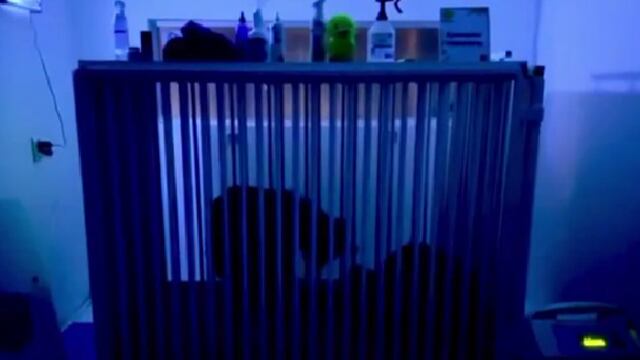 La osa rescatada del zoológico de Nuevo León está en estado crítico