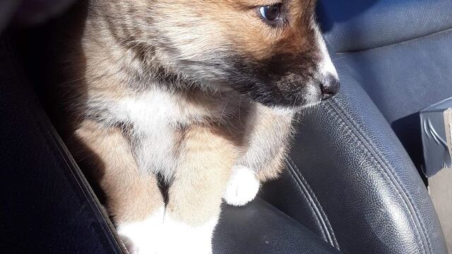 El cachorro resultó ser un dingo de raza pura