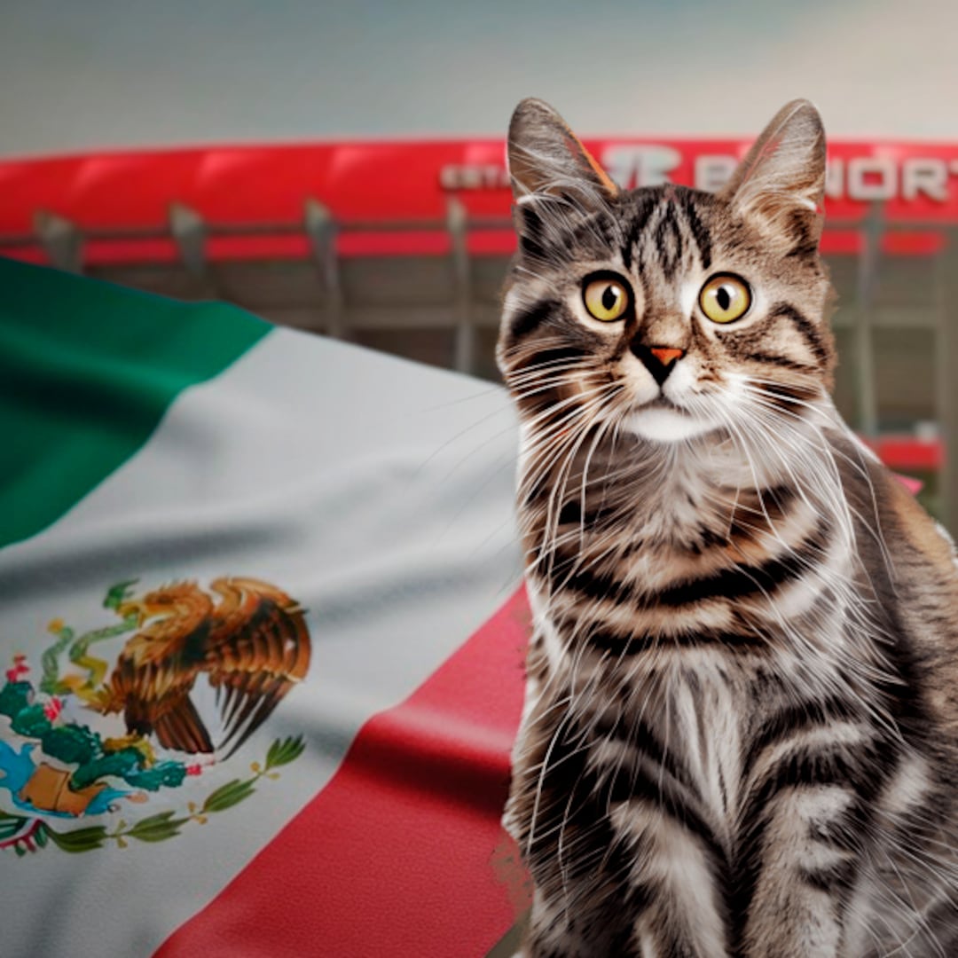 Denuncian desalojo de gatos por el México vs Portugal; temen que sean sacrificados