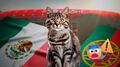 Denuncian desalojo de gatos por el México vs Portugal; temen que sean sacrificados