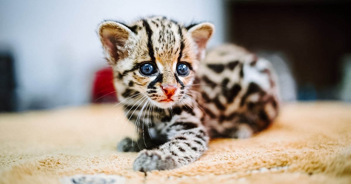 Se calcinaron 9 crías de tigrillo en Veracruz; es una especie en ...