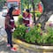 Alcaldía Álvaro Obregón plantará dalias en Insurgentes Sur tras la Feria de las Flores de San Ángel 2025