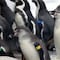 Pingüinos gay adoptan polluelo en zoológico de Nueva York