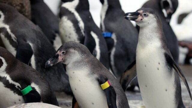Pingüinos gay adoptan polluelo