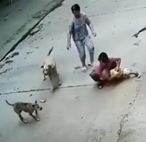 Perrito que salva a niño del ataque de otro perro
