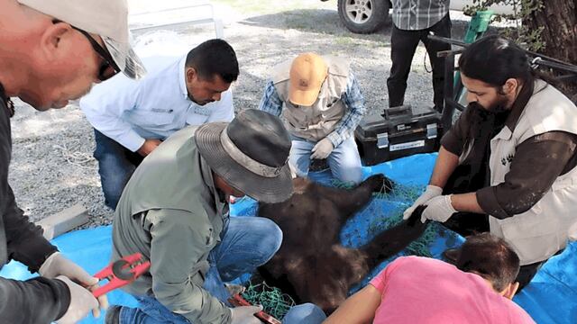 Era una osa de 7 años, que rondaba en busca de alimento