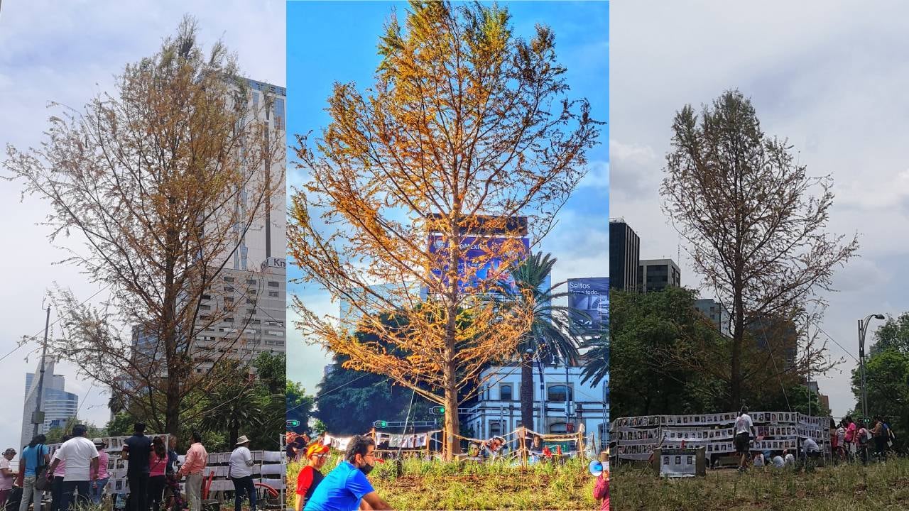 Ahuehuete de Reforma