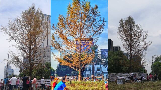 Ahuehuete de Reforma