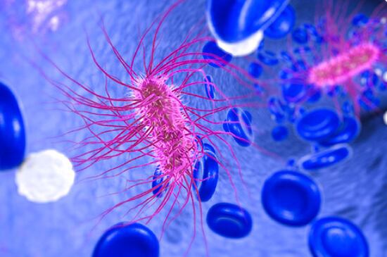 Bacteria E. coli