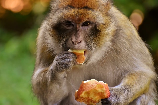 Mono macaco