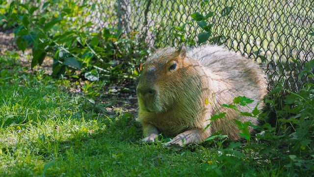 Capibara