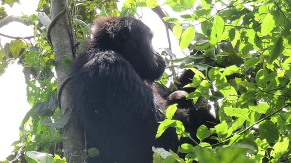 Nace bebé gorila de especie en peligro de extinción