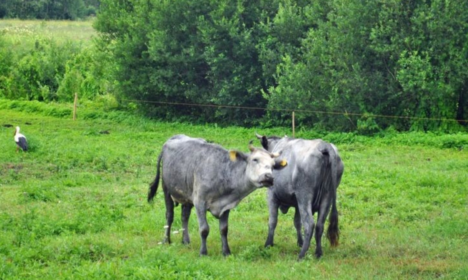 Vaca azul de Letonia