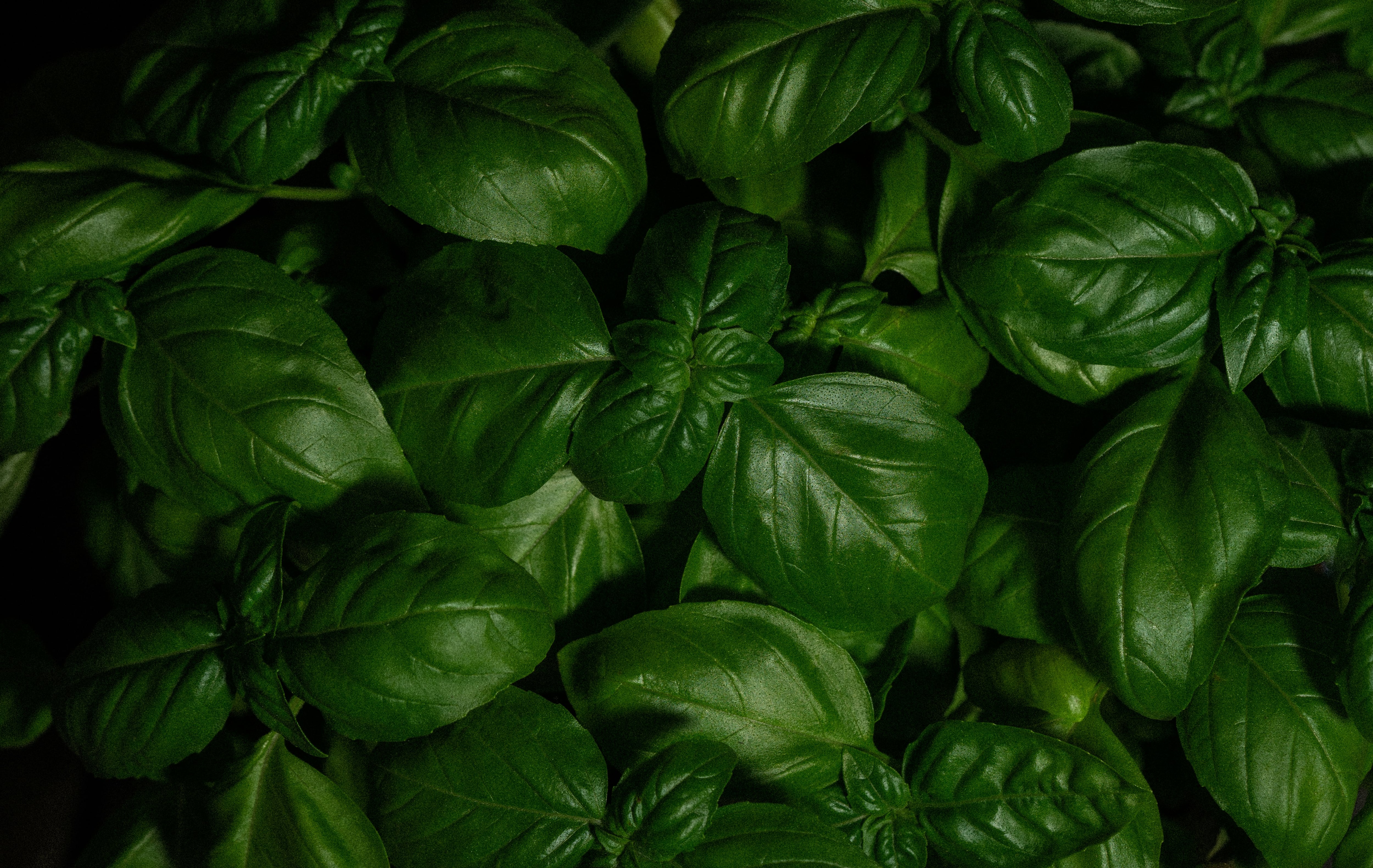 Albahaca