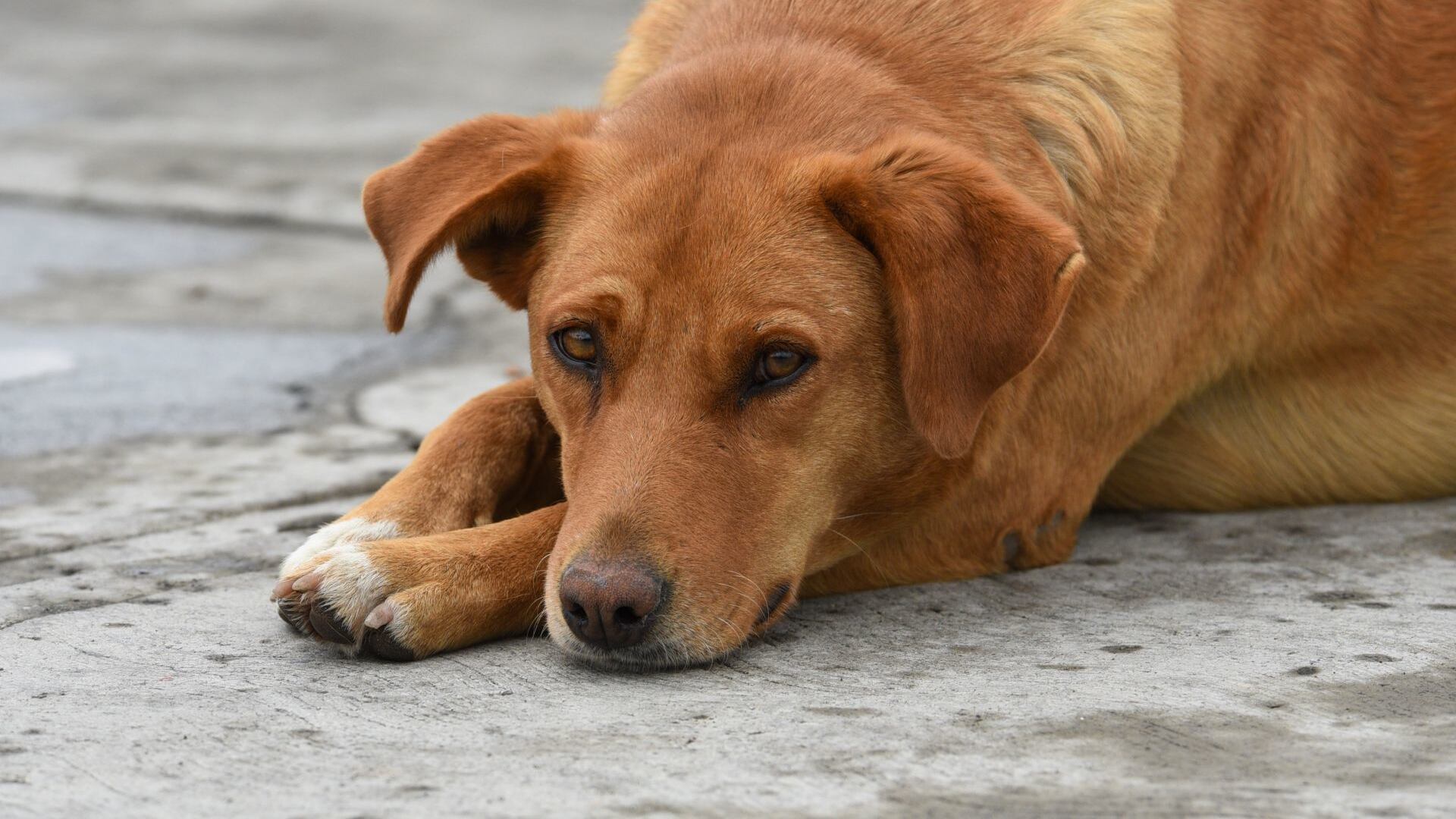 “Alerta Frida”: la medida del Congreso de CDMX para rescatar mascotas extraviadas