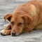“Alerta Frida”: la medida del Congreso de CDMX para rescatar mascotas extraviadas