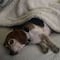 Perrito que desapareció hace 8 años se reencuentra con su familia gracias a un inesperado detalle
