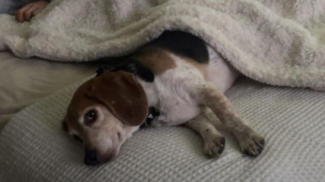 Roscoe, perrito que se reencontró con su familia después de 8 años desaparecido