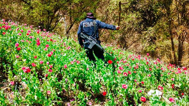Las fuerzas federales combaten el cultivo de la amapola destruyendo sus sembradíos en la serranía.