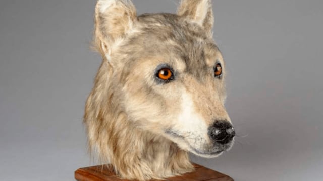Perro