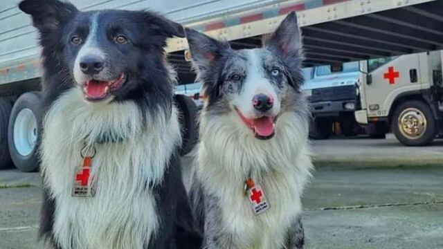 July y Rex, perros rescatistas