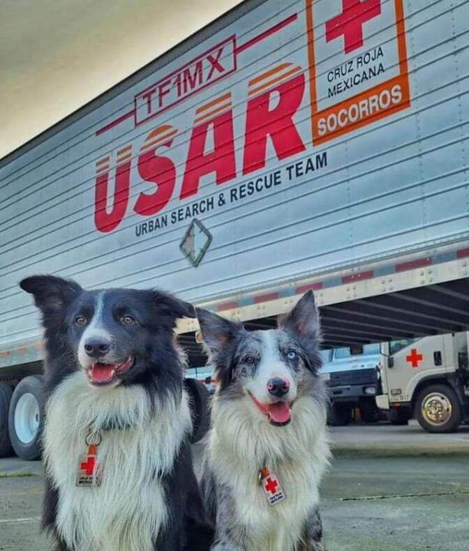 July y Rex, perros rescatistas