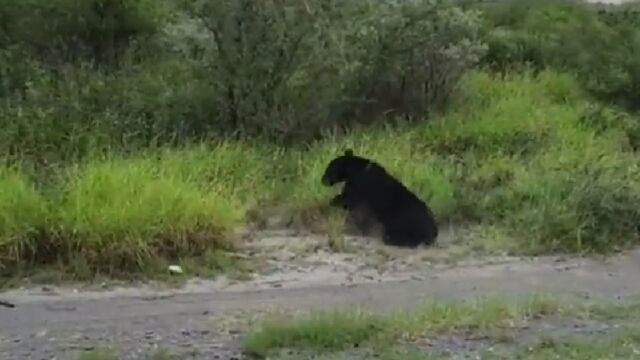 En la carretera El Carmen-Monterrey, un oso negro fue atropellado.