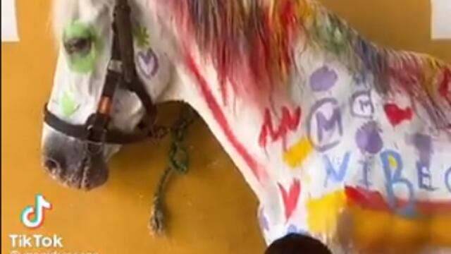 Caballo, curso de verano