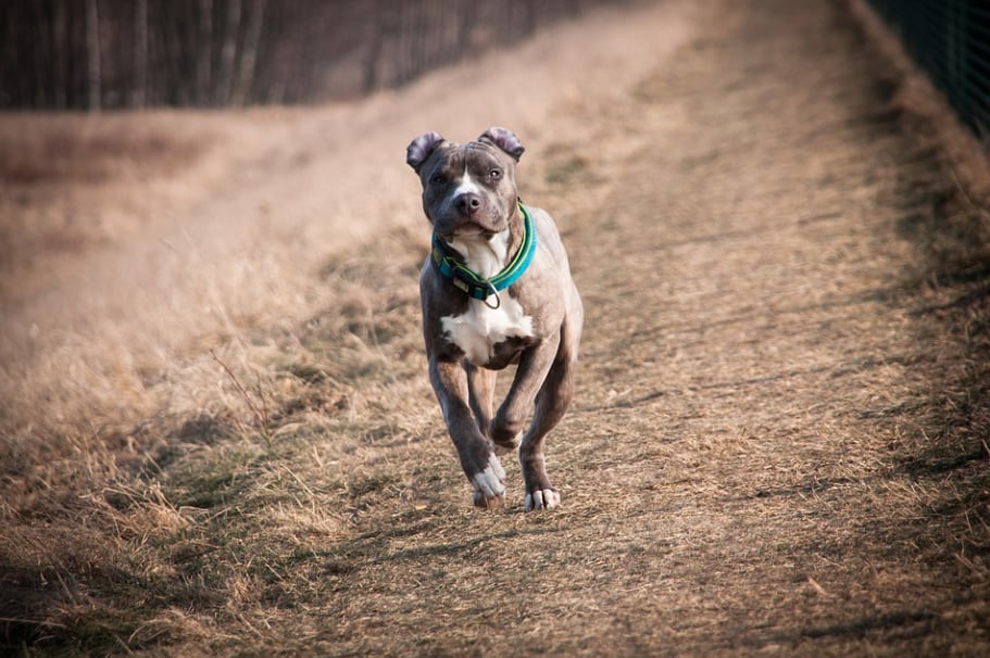 Perro pitbull