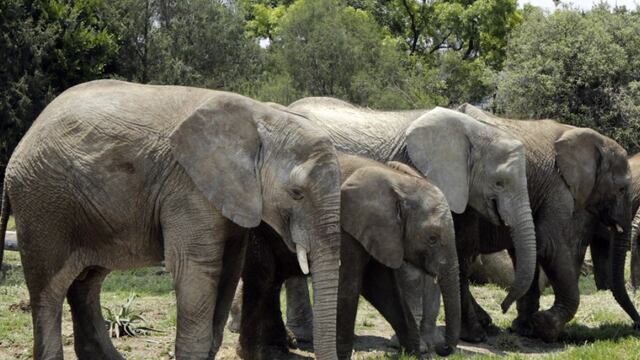 Animales experimentan la adolescencia, como los humanos.