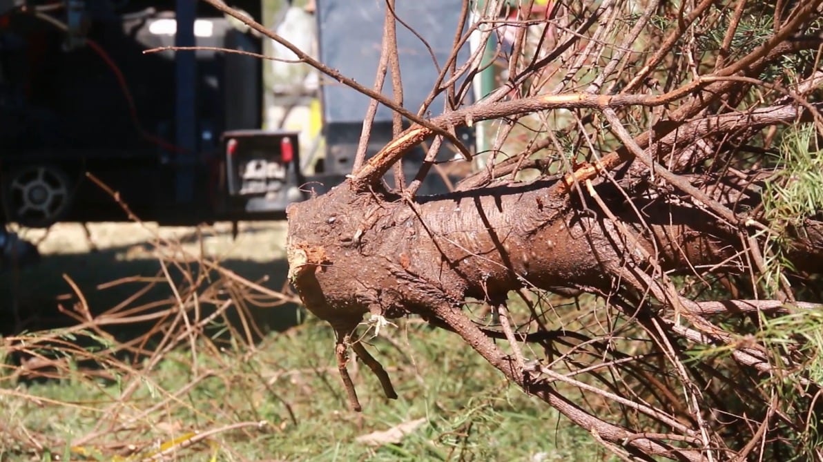 Escobedo instaló nueve centros de acopio de pinos navideños para proteger el medio ambiente
