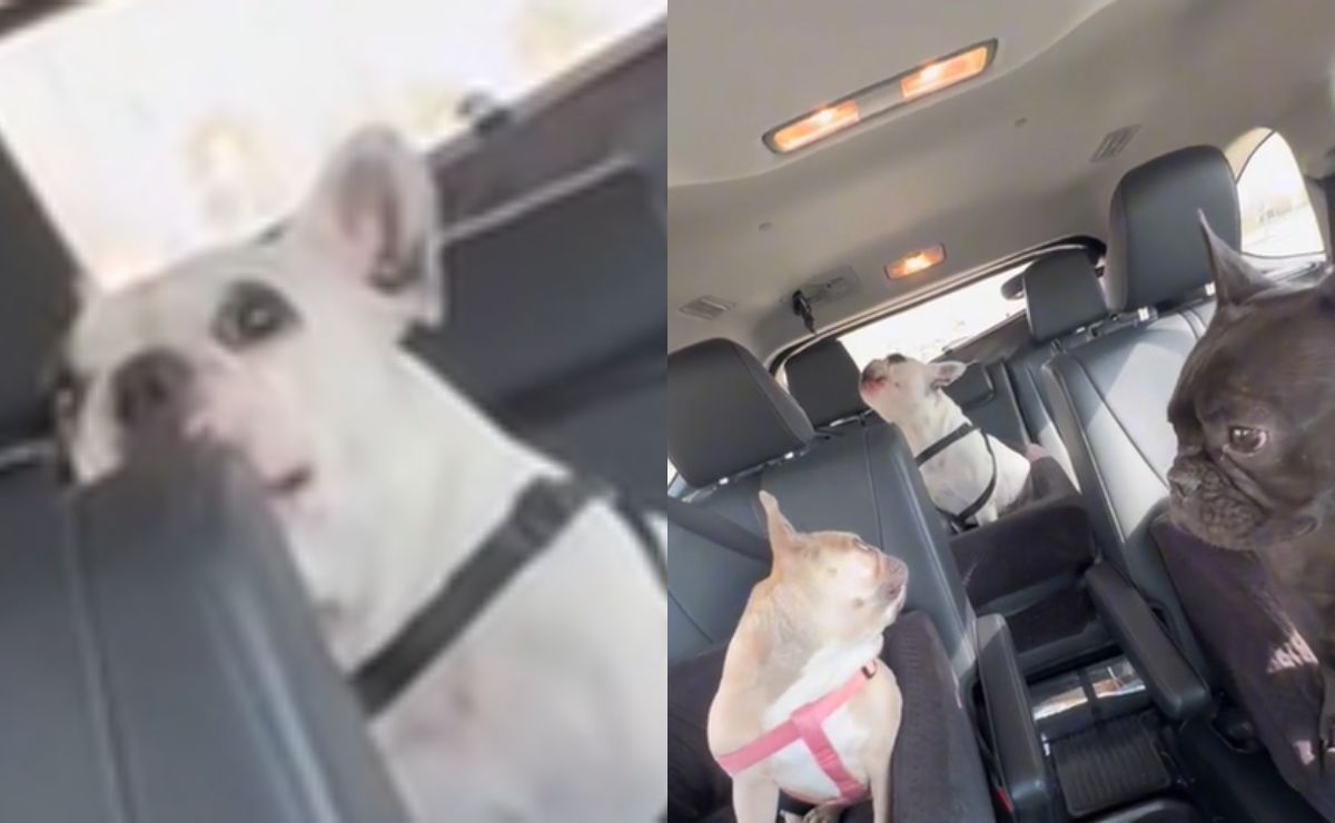 Perrito hace berrinche