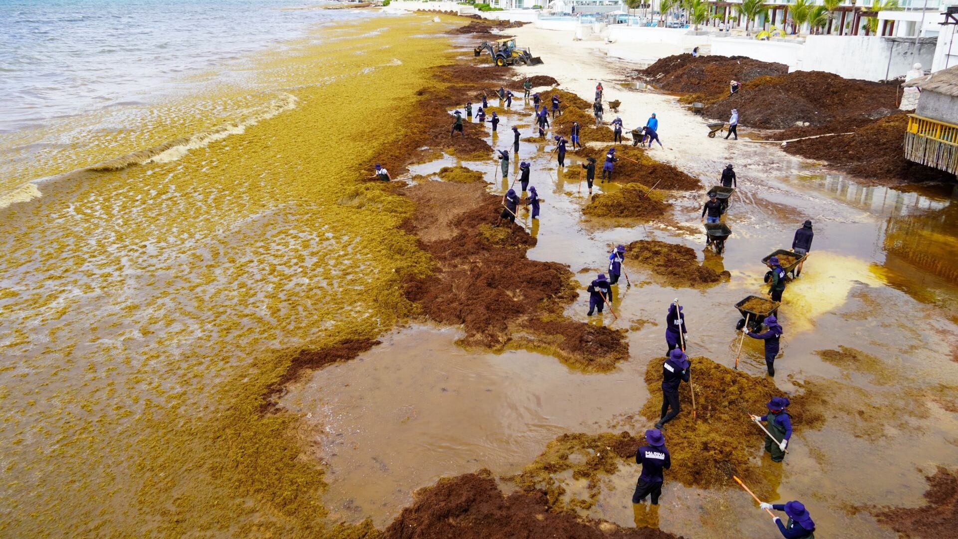 Solo 10% del sargazo del Caribe llega a playas mexicanas, asegura Semar