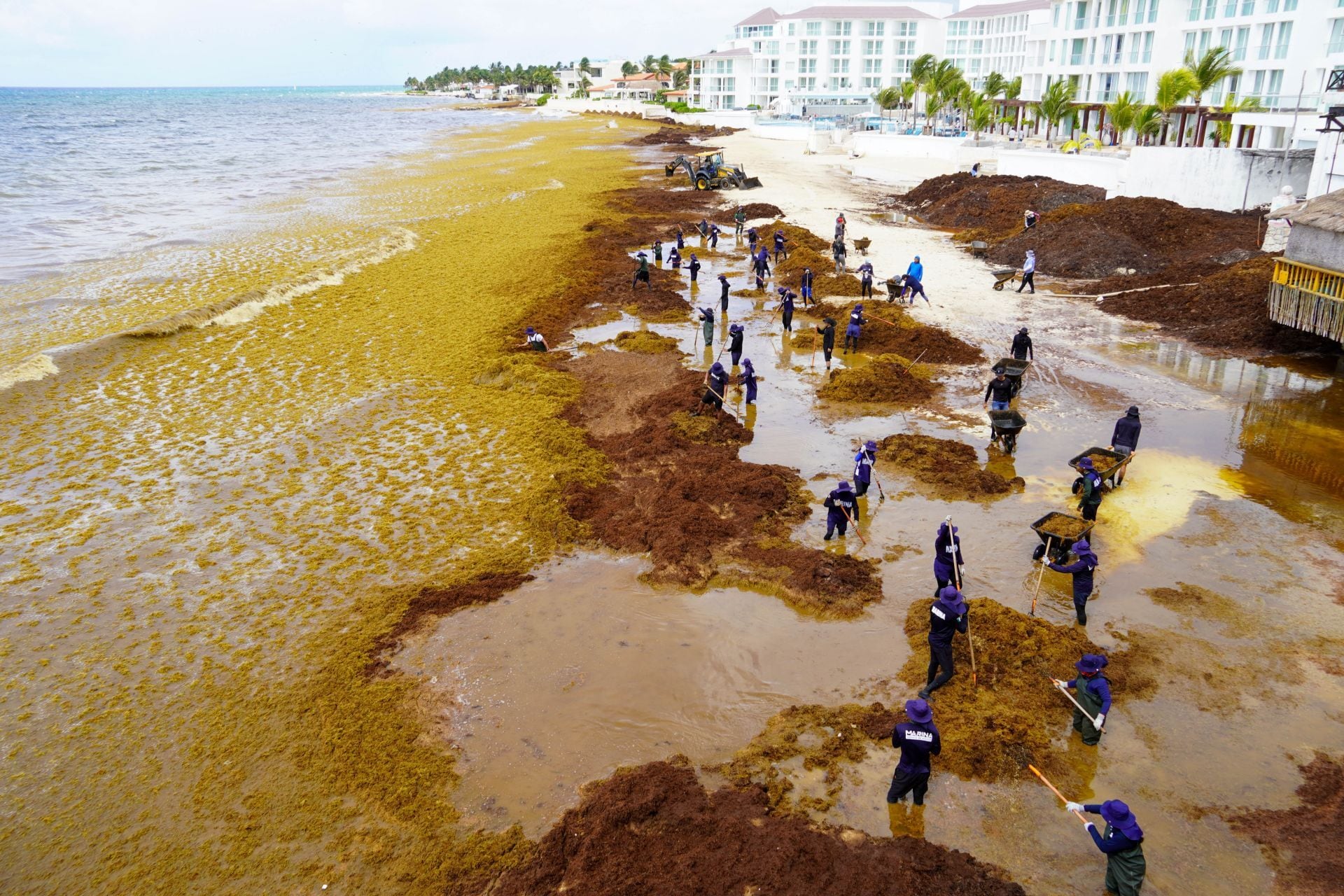 El sargazo invade las zonas de Playa del Carmen, donde trabajadores realizan labores de limpieza