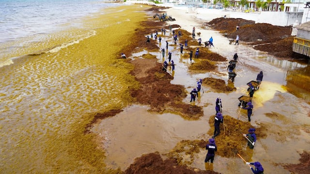 El sargazo invade las zonas de Playa del Carmen, donde trabajadores realizan labores de limpieza